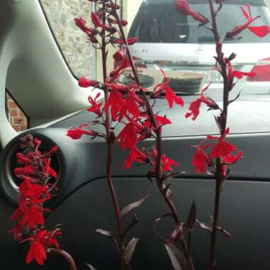 Lobelia cardinalis 'Queen Victoria'