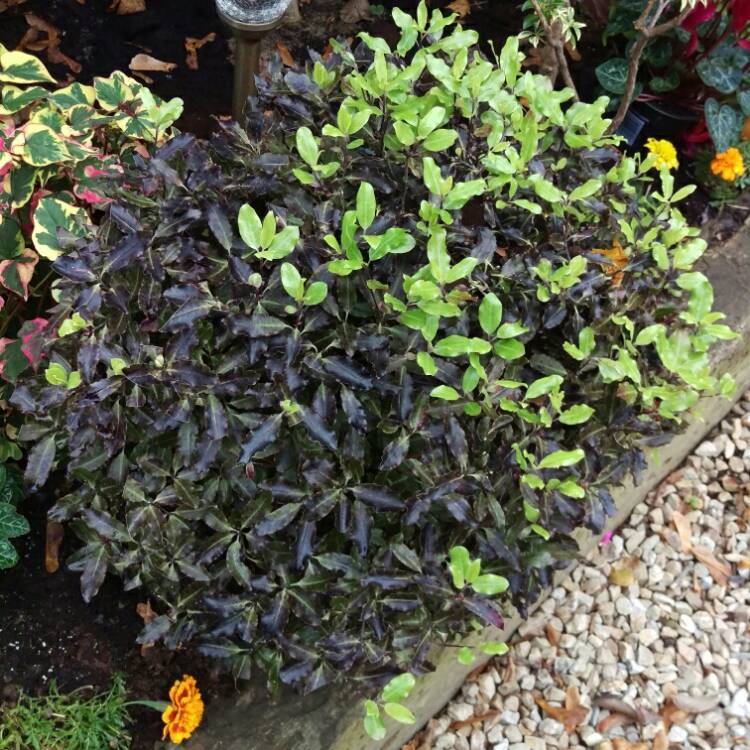 Plant image Pittosporum tenuifolium 'Tom Thumb'