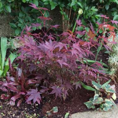 Acer Palmatum 'Atropurpureum'