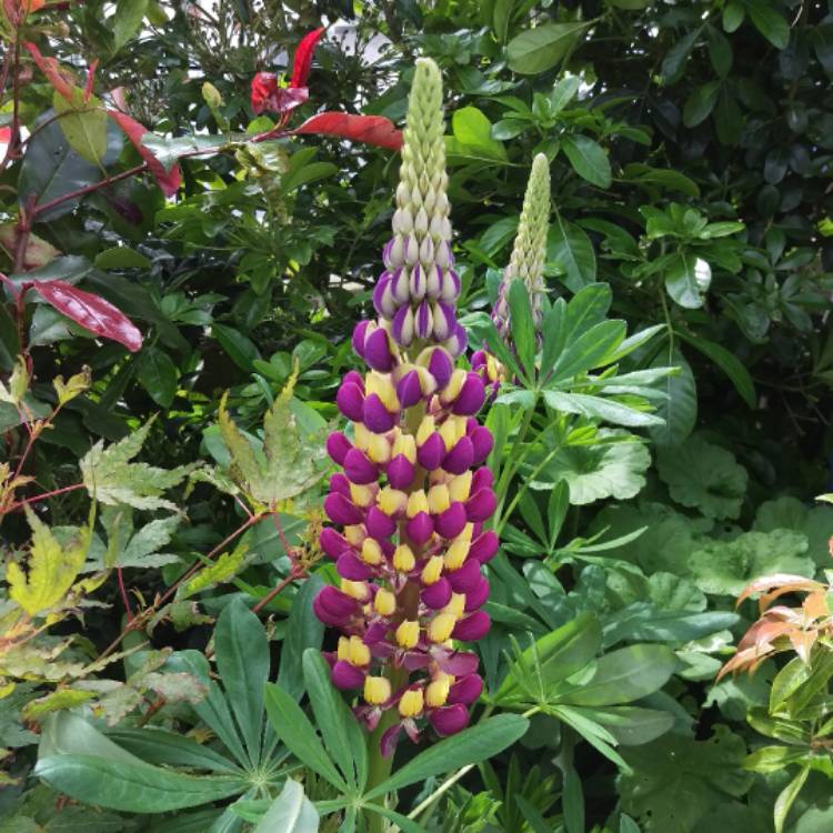 Plant image Lupinus 'Manhattan Lights'