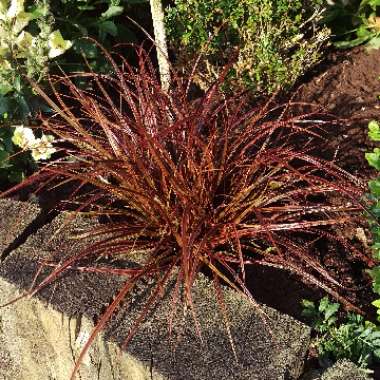 Uncinia rubra 'Everflame' syn. Uncinia rubra 'Belinda's Find'