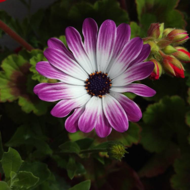 Plant image Pericallis x hybrida (Senetti Series)