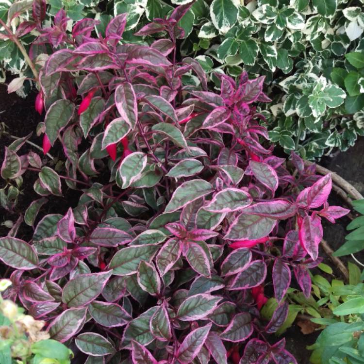 Plant image Fuchsia 'Sun Ray'