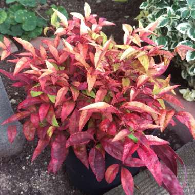 Nandina domestica 'Fire Power'