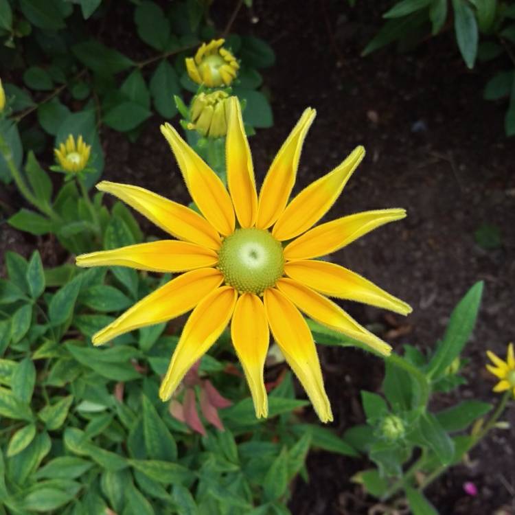 Plant image Rudbeckia hirta 'Prairie Sun'