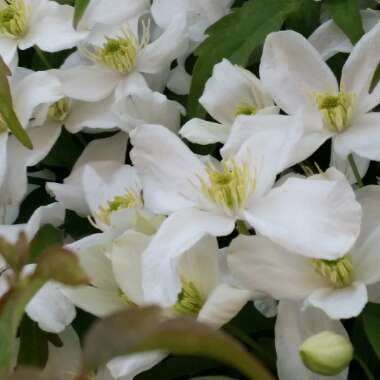 Clematis