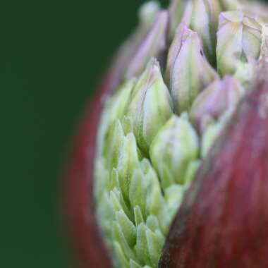 Allium 'Purple Sensation'