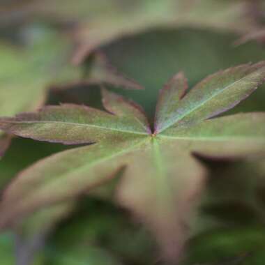 Japanese Maple