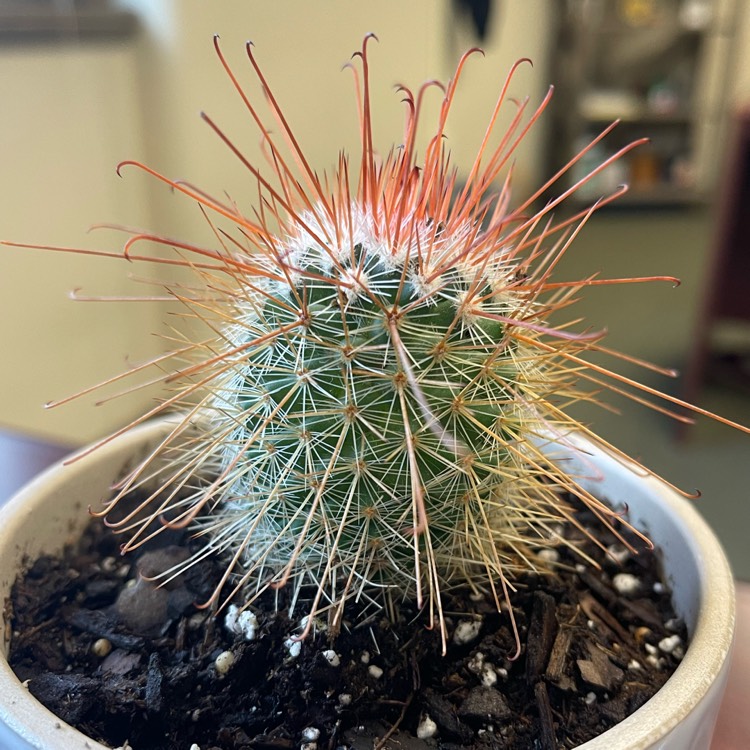 Plant image Mammillaria bombycina