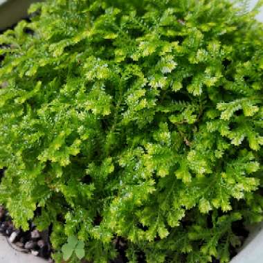 Selaginella