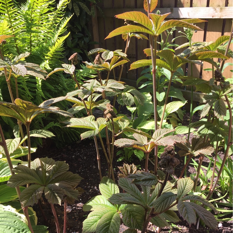 Plant image Rodgersia pinnata 'Superba'