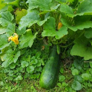 Courgette 'Black Beauty'