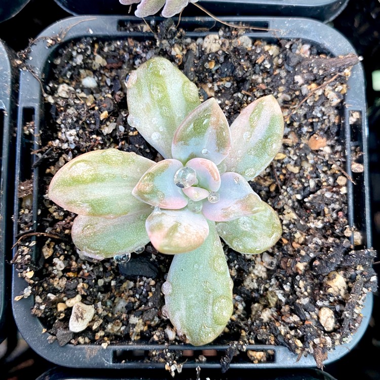 Plant image x Graptophytum  Supreme Verigated