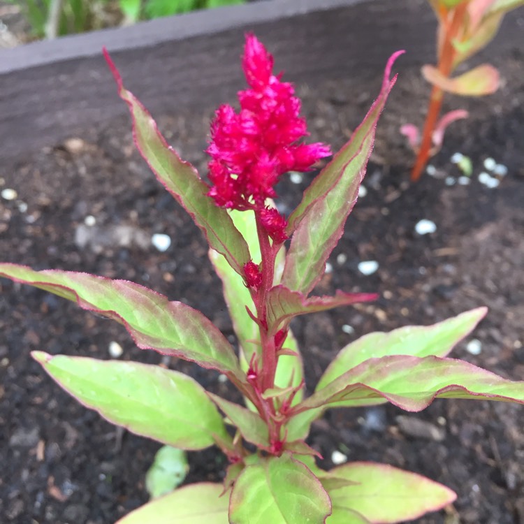 Plant image Celosia argentea 'Venezuela'