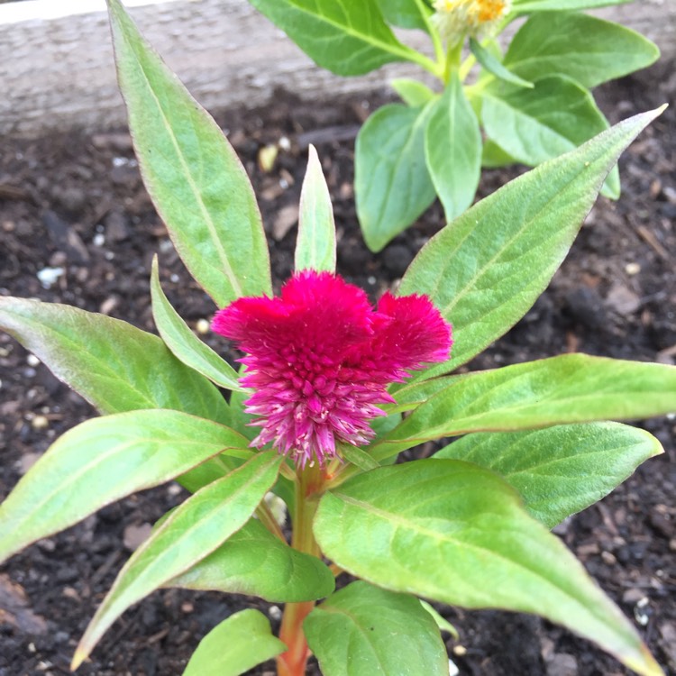 Plant image Celosia cristata 'Dracula'