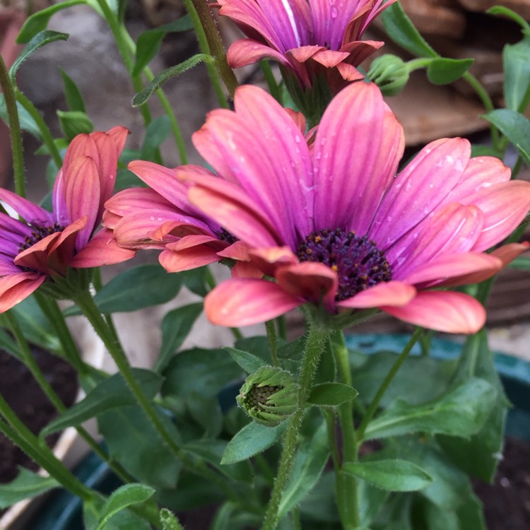 Plant image Osteospermum ecklonis 'Astra Purple Sunset'