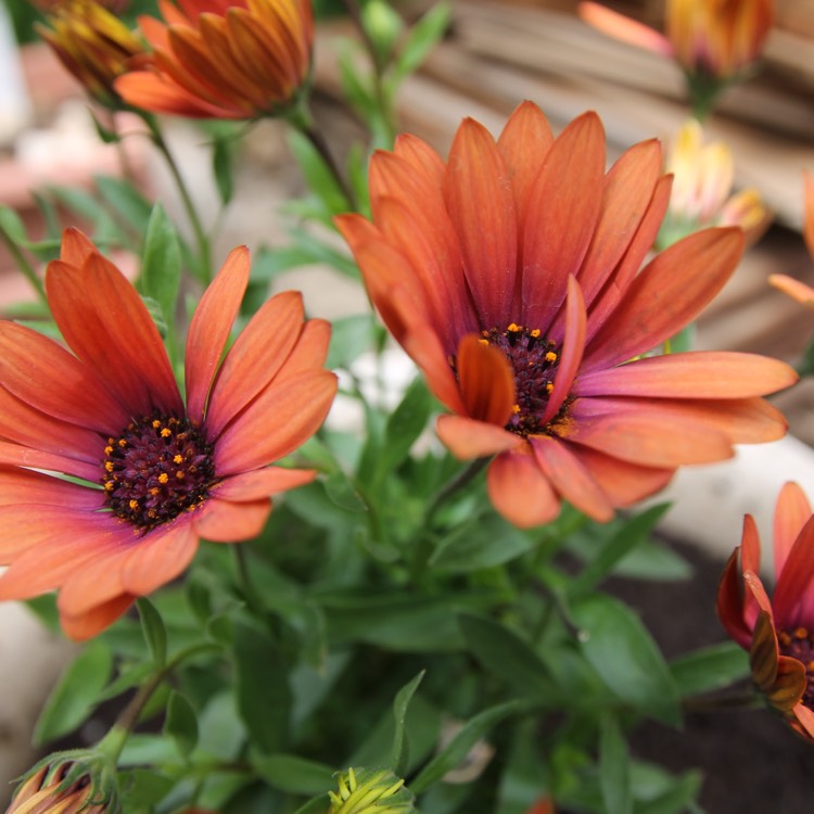 Plant image Osteospermum ecklonis 'Astra Purple Sunset'