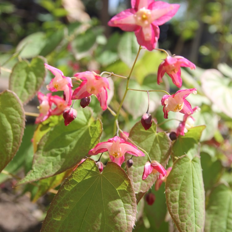 Plant image Epimedium x rubrum