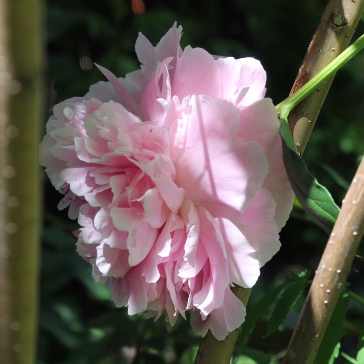 Plant image Paeonia x festiva 'Rosea Plena' syn. Paeonia officinalis 'Rosea Plena', Paeonia 'Old Double Rose'