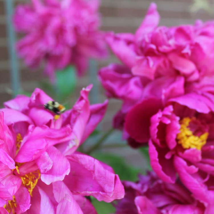 Plant image Paeonia 'Flame' syn. Paeonia lactiflora 'Flame'