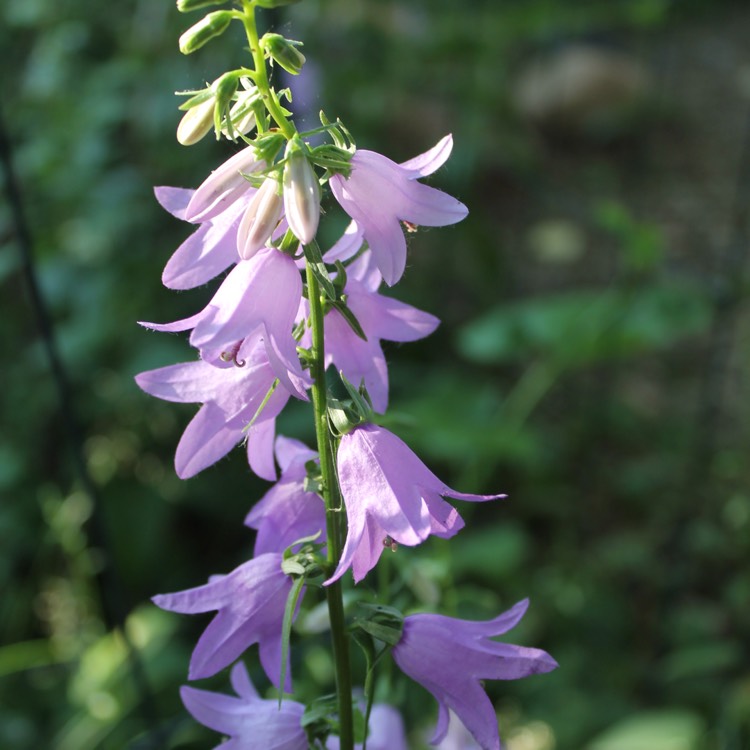 Plant image Campanula rapunculus