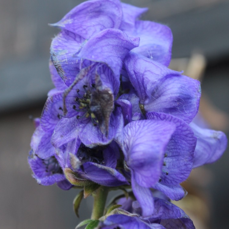 Plant image Aconitum carmichaelii 'Barkers Variety'