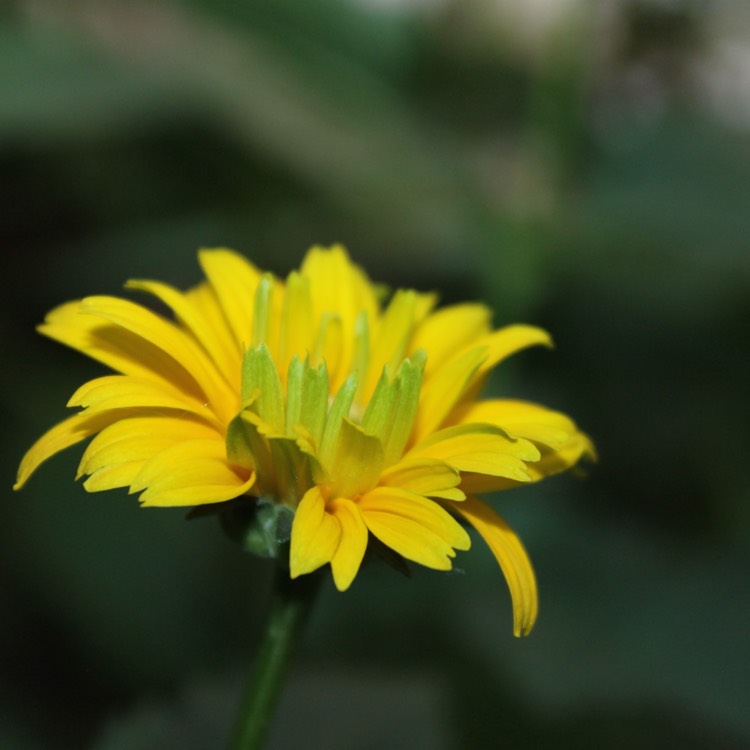 Plant image Rudbeckia laciniata 'Goldball'