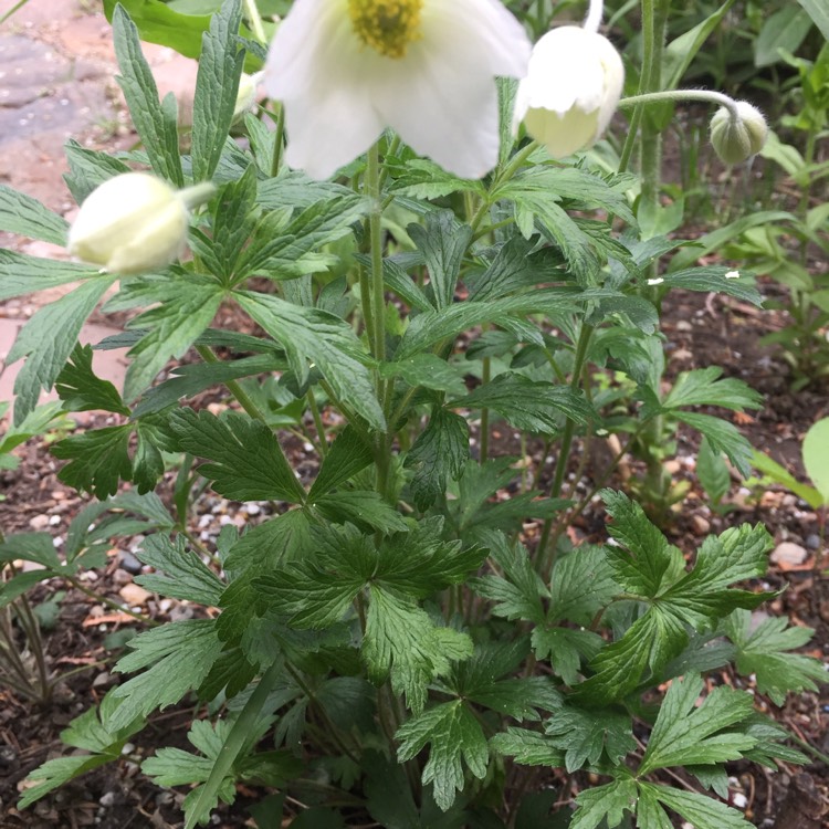 Plant image Anemone canadensis