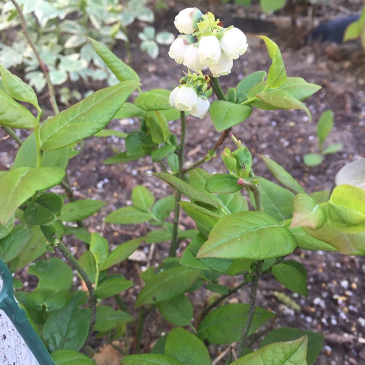 Plant image Vaccinium corymbosum 'Chippewa'