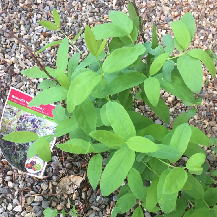 Plant image Lonicera caerulea var. kamtschatica