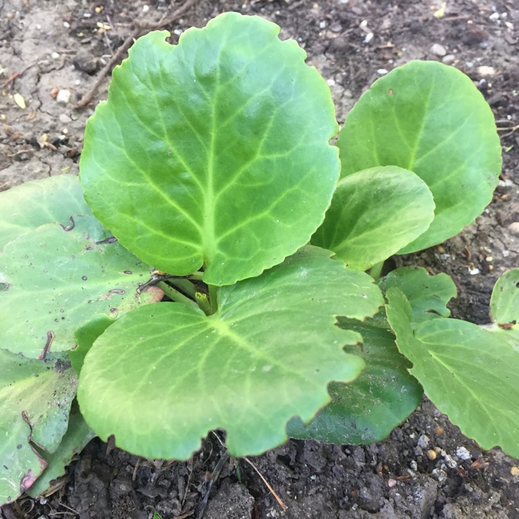 Plant image Bergenia cordifolia