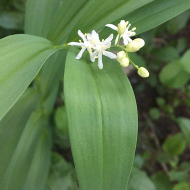 False Solomon's Seal