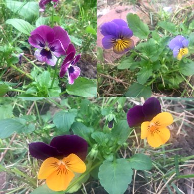 Pansy 'Sorbet Orange Jump Up'