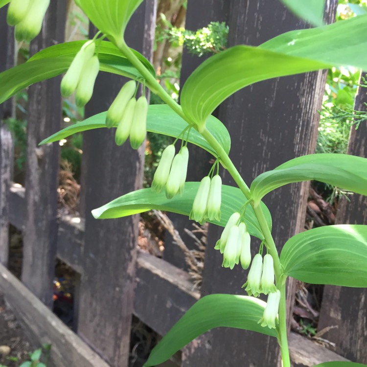 Plant image Polygonatum biflorum