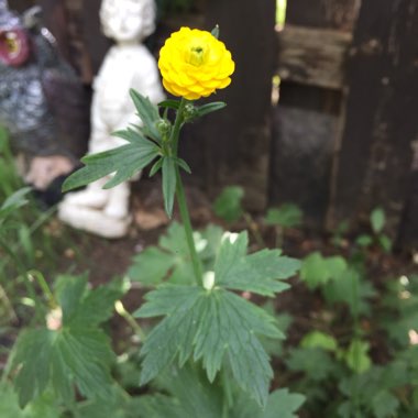 Creeping Buttercup