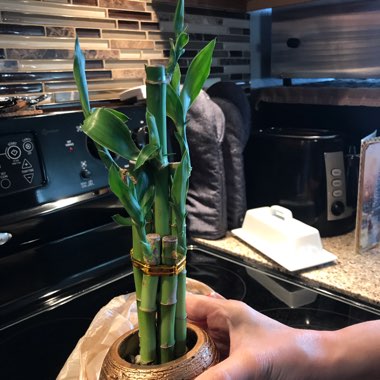 Lucky Bamboo