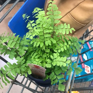 Rosy Maidenhair Fern