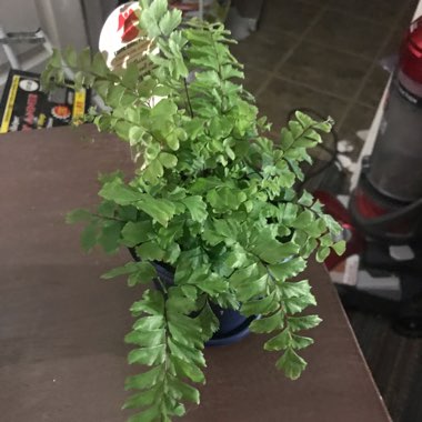 Rosy Maidenhair Fern