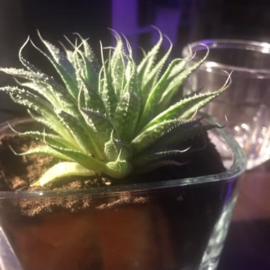 Lace Aloe