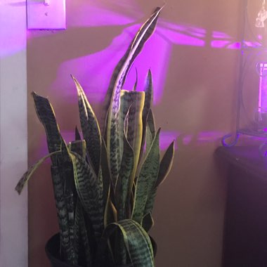 Variegated Snake Plant