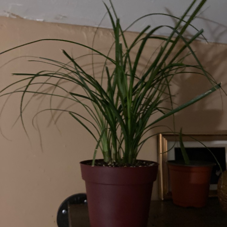 plant image 1442087