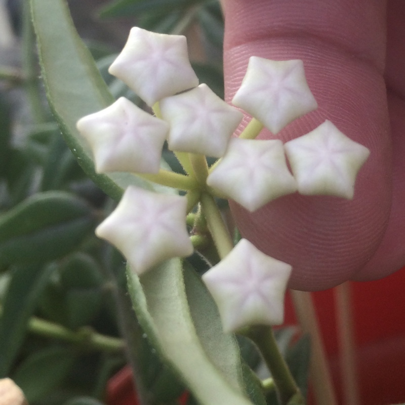 Minature Waxplant