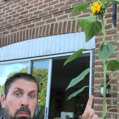 Mongolian Giant Sunflower