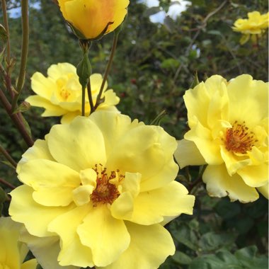 Rose 'Arthur Bell' (Floribunda)