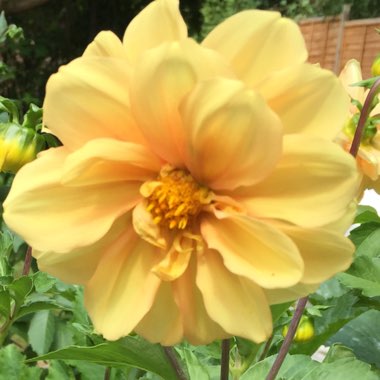 Border Dahlia