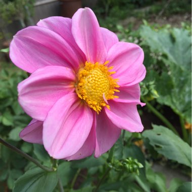 Border Dahlia