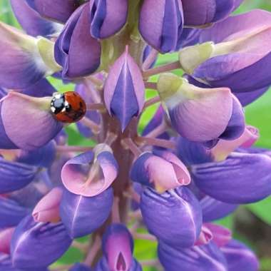 Lupinus