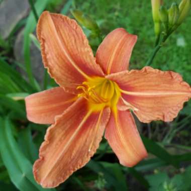 Hemerocallis fulva 'Kwanso' syn. Hemerocallis 'Kwanso'