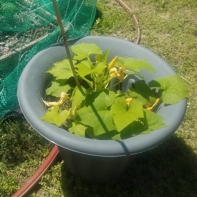 Plant image Cucurbita pepo 'Summer Crookneck'