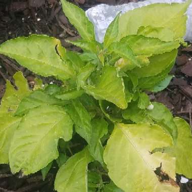 Chilli Pepper 'Habanero'